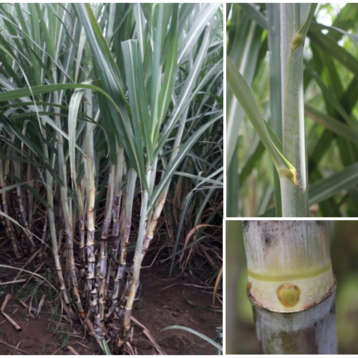 PSR 03-171: A Variety Proven Strong During Typhoon Tino’s Floods