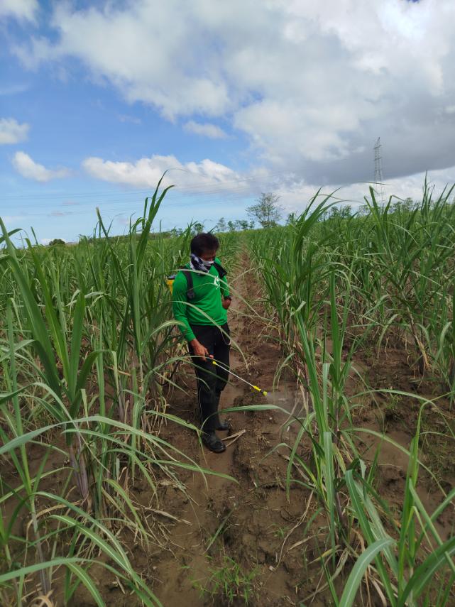 Metarhizium anisopliae – PHILSURIN’s Natural Solution to Sugarcane Pests