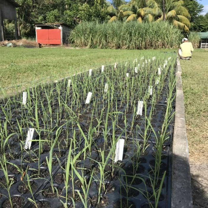 51715805_2030950070275813_2231685884837625856_n